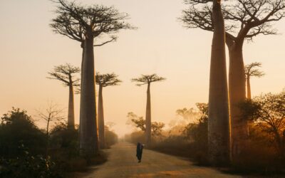 “Raccontami cosa vedi tu” | da MADAGASCAR- Un viaggio per liberare due cuori